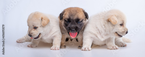 Fototapeta Naklejka Na Ścianę i Meble -  Cute newborn of puppy dog isolated on white background, Group of small puppy white and brown dog