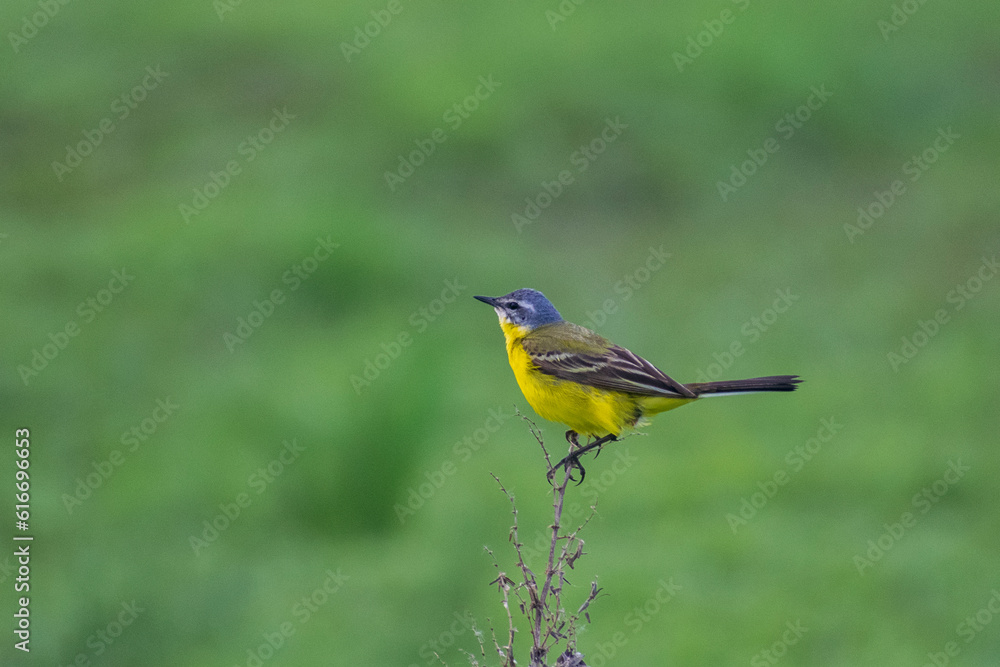 yellow wagtail on a grass