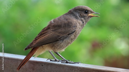 Portrait of a black redstart chick (Phoenicurus ochruros) in Europe, Germany