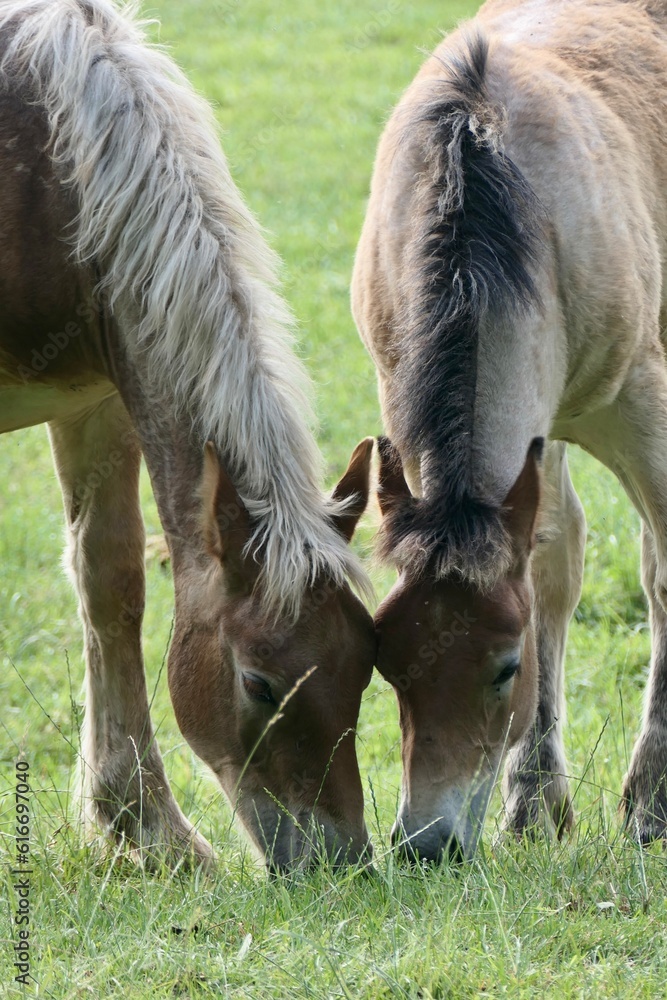 Fototapeta premium Zwei Fohlen grasen auf einer Wiese.