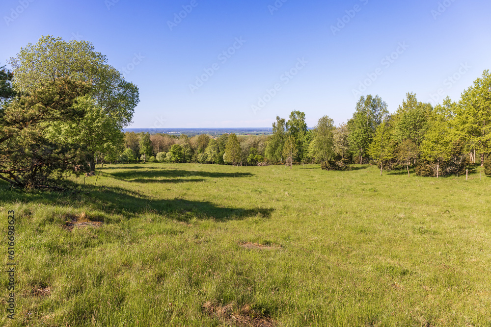 Meadow landscape with lush green trees