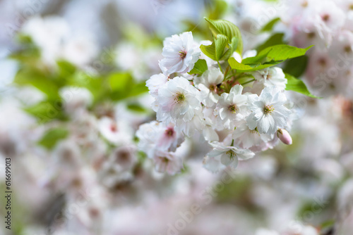 Blüten und Blätter der Japanischen Zierkirsche an einem sonnigen Morgen im Frühling, Bayern, Deutschland photo