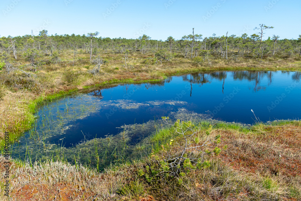 Obraz premium bog landscape, spring-colored bog vegetation, small bog lakes, islands covered with small bog pines, grass, moss