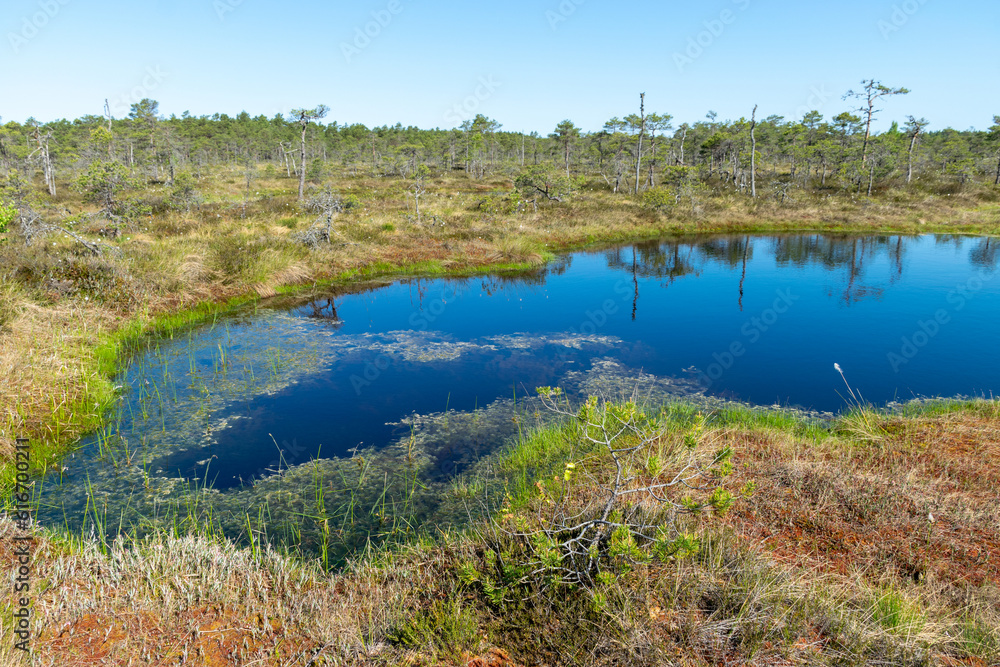 bog landscape, spring-colored bog vegetation, small bog lakes, islands covered with small bog pines, grass, moss