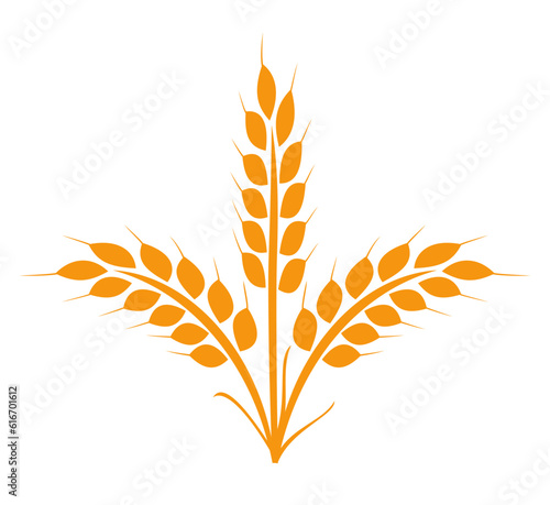 Wheats rye rice ears icons design elements of organic agricultural food. Harvest wheat grain for beer logo, growth rice stalk and whole bread grains, barley field cereal nutritious - stock vector
