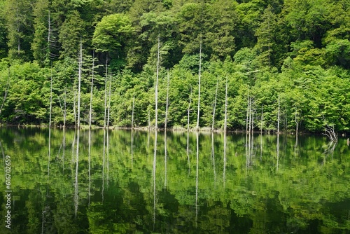 Fototapeta Naklejka Na Ścianę i Meble -  新緑の水鏡と立ち枯れの木々