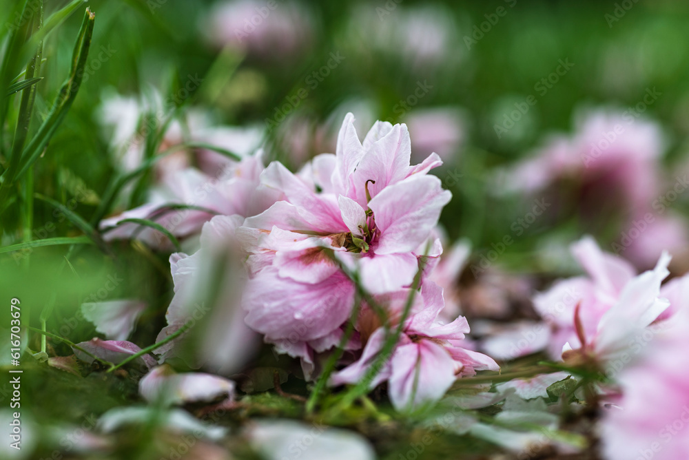 Weisse und Rosafarbene welke Blütenblätter der Japanischen Zirkirsche liegen auf dem Boden unter dem Kirschbaum Weisse und Rosafarbene welke Blütenblätter der Japanischen Zirkirsche liegen auf dem Boden unter dem Kirschbaum