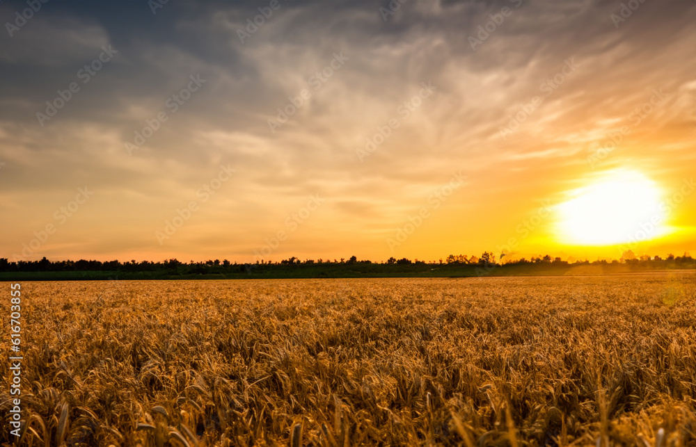 Wheat field at sunset beatiful sky Background Generative Ai
