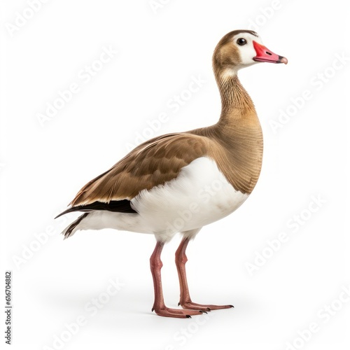 Egyptian Goose Savanna Animal. Isolated on White Background. Generative AI.