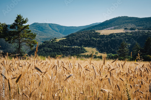 Wallpaper Mural Wheat field in summer in Saint Nazaire le Desert, in the Diois region. Drome, south of France Torontodigital.ca
