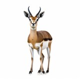 Thomson's Gazelle Savanna Animal. Isolated on White Background. Generative AI.