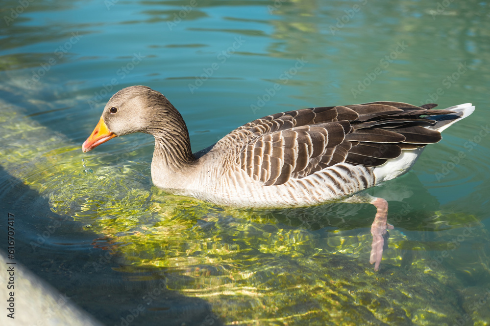 Close up photo of geese eating underwater.