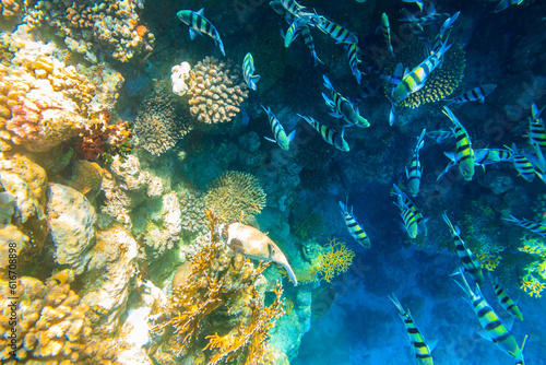 Masked puffer (Arothron diadematus) and Indo-Pacific sergeants (Abudefduf vaigiensis) on coral reef in the Red sea in Ras Mohammed national park, Sinai peninsula in Egypt