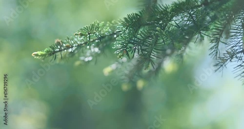 Close up spruce on green bokeh forest background, wind swaying in summer sunlight. Fresh pine branch. Clean ecology of nature. Evergreen fir trees in pure environment. Evergreen coniferous tree. 4k  photo