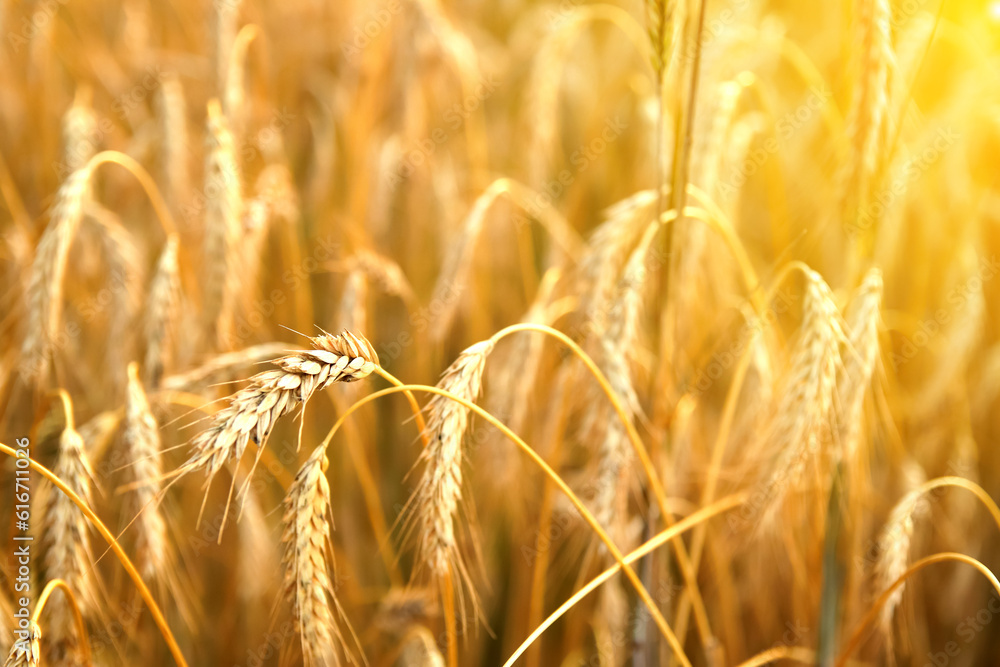 Fototapeta premium A captivating yellow wheat background design showcasing golden spikelets of wheat in a field at sunset. Symbolizing the beauty of agricultural harvest and the growth of nature. Closeup