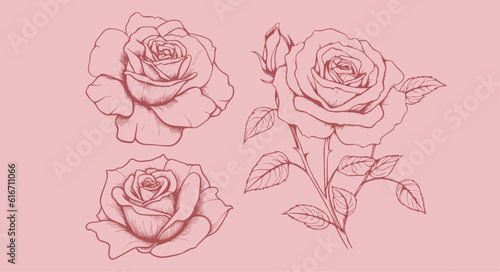 illustration of 3 rose in botanical illustration style