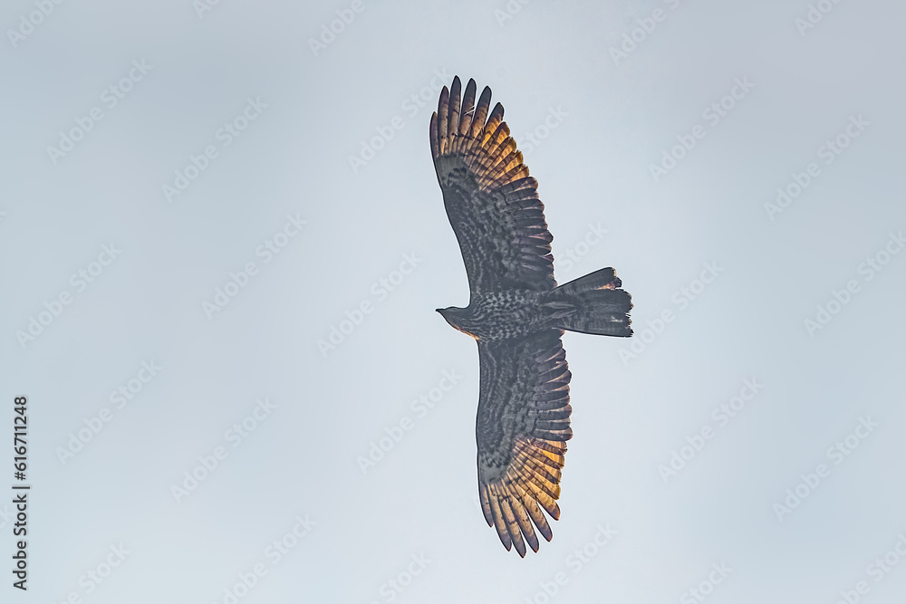Obraz premium A Honey Buzzard