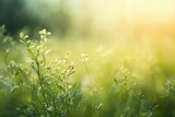 Pale green grass gradual change blurred background cover