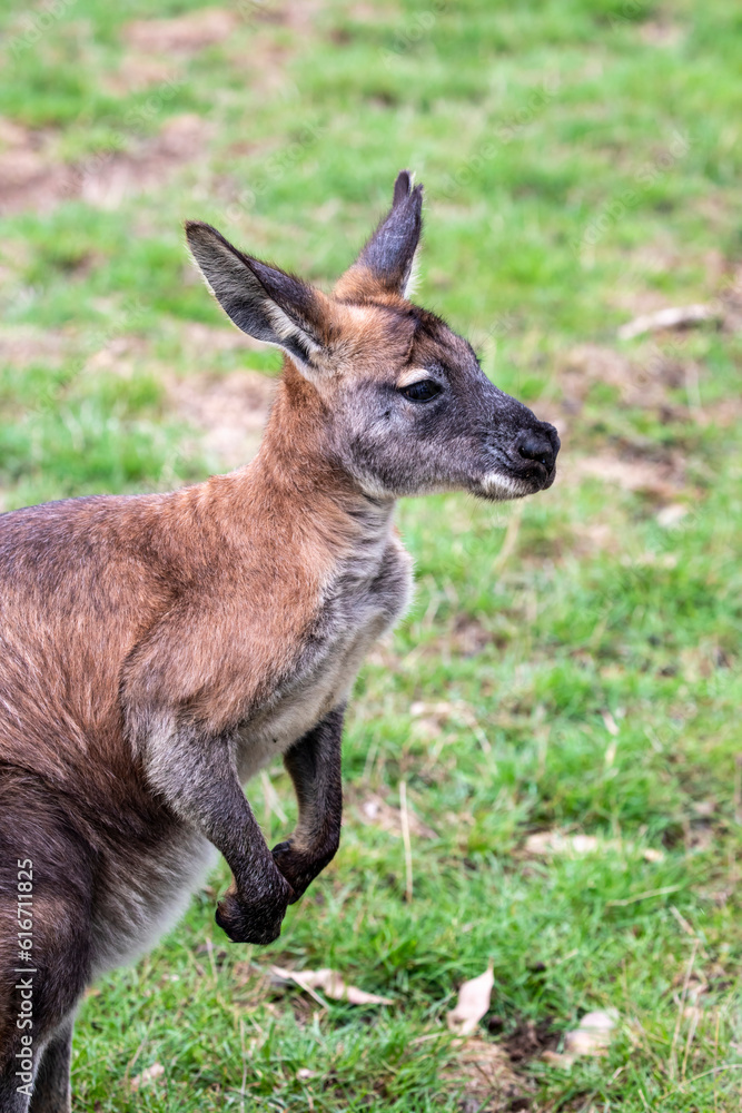 Fototapeta premium The red-necked wallaby (Notamacropus rufogriseus) is a medium-sized macropod marsupial (wallaby), common in the more temperate and fertile parts of eastern Australia.