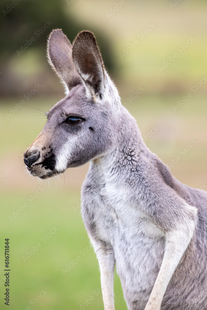 The Red kangaroo (Macropus rufus), which is the largest of all kangaroos, the largest terrestrial mammal native to Australia, and the largest extant marsupial. The Red kangaroo (Macropus rufus), which is the largest of all kangaroos, the largest terrestrial mammal native to Australia, and the largest extant marsupial.