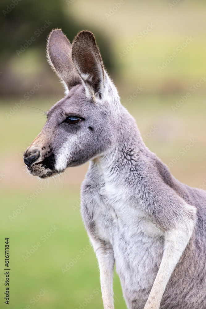 The Red kangaroo (Macropus rufus), which is the largest of all kangaroos, the largest terrestrial mammal native to Australia, and the largest extant marsupial. 