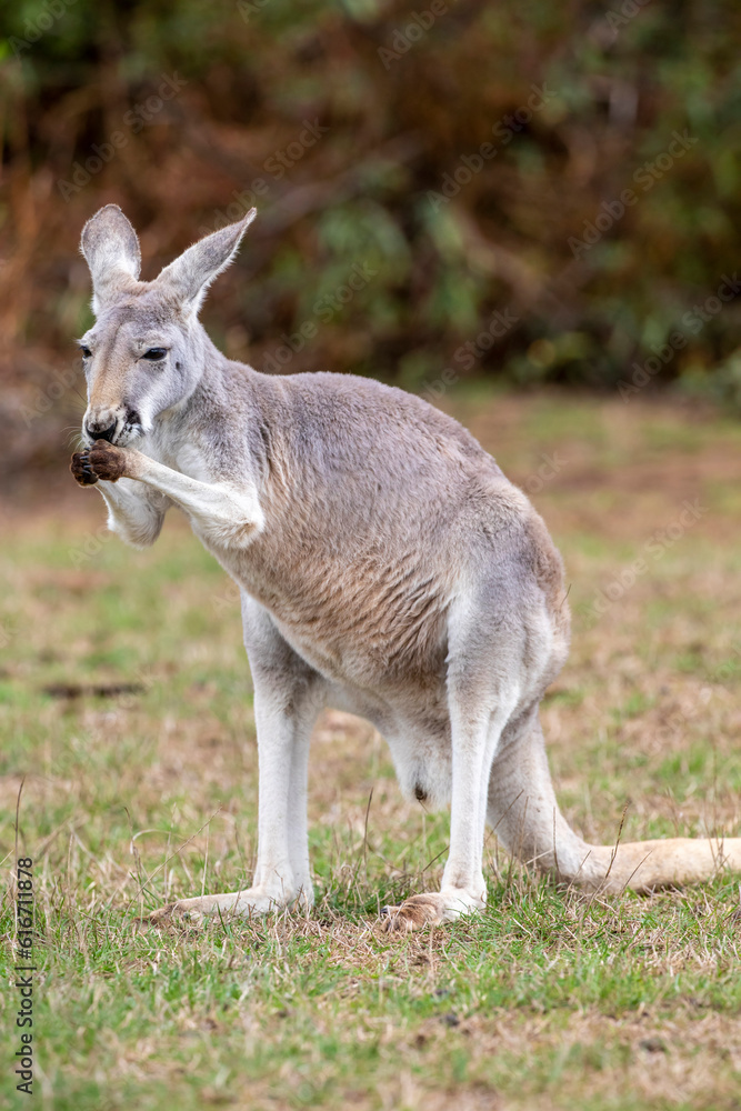 The Red kangaroo (Macropus rufus), which is the largest of all kangaroos, the largest terrestrial mammal native to Australia, and the largest extant marsupial. 
