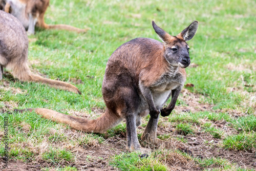 The red-necked wallaby (Notamacropus rufogriseus) is a medium-sized macropod marsupial (wallaby), common in the more temperate and fertile parts of eastern Australia.