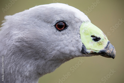 The Cape Barren goose (Cereopsis novaehollandiae) is a large goose resident in southern Australia. The species is named for Cape Barren Island, where specimens were first sighted by European explorer. photo