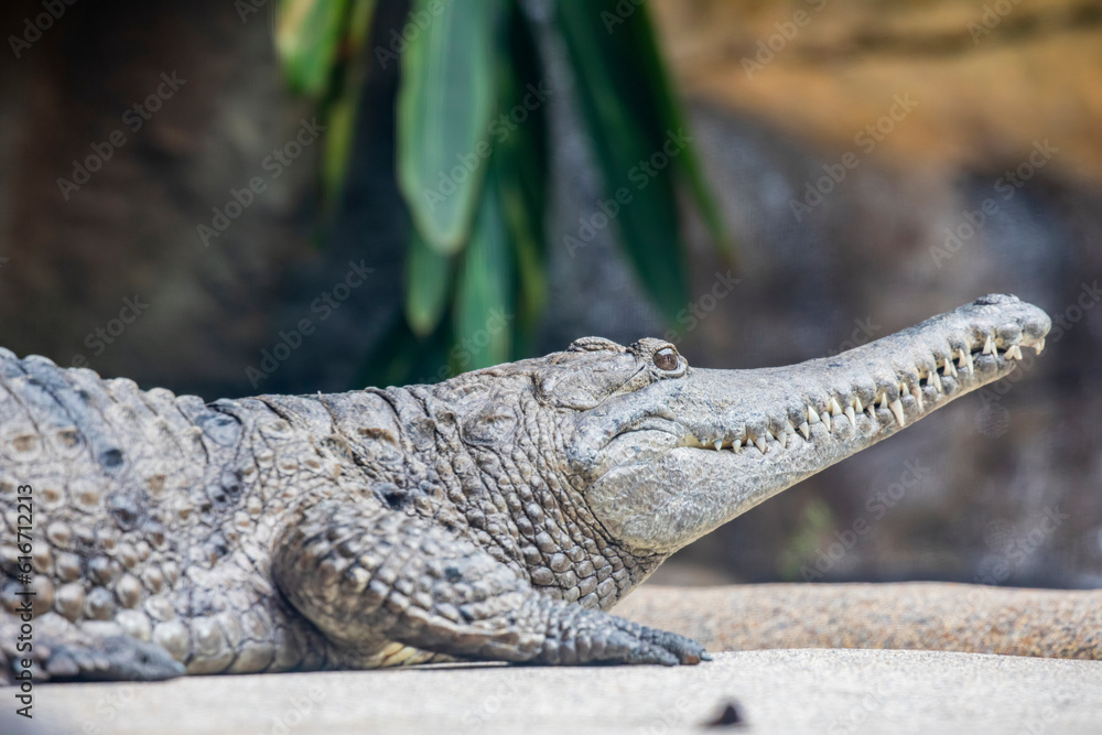 Fototapeta premium The freshwater crocodile (Crocodylus johnstoni) is a species of crocodile endemic to the northern regions of Australia. The freshwater crocodile is a relatively small crocodilian.