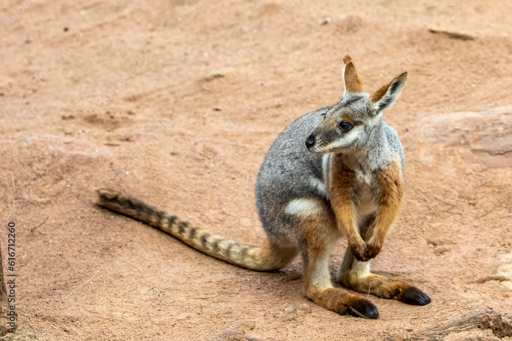 The closeup image of Yellow-footed rock-wallaby.
It is grey to fawn-grey above and light-coloured below with a black mid-dorsal stripe from the crown of the head to the centre of the back.