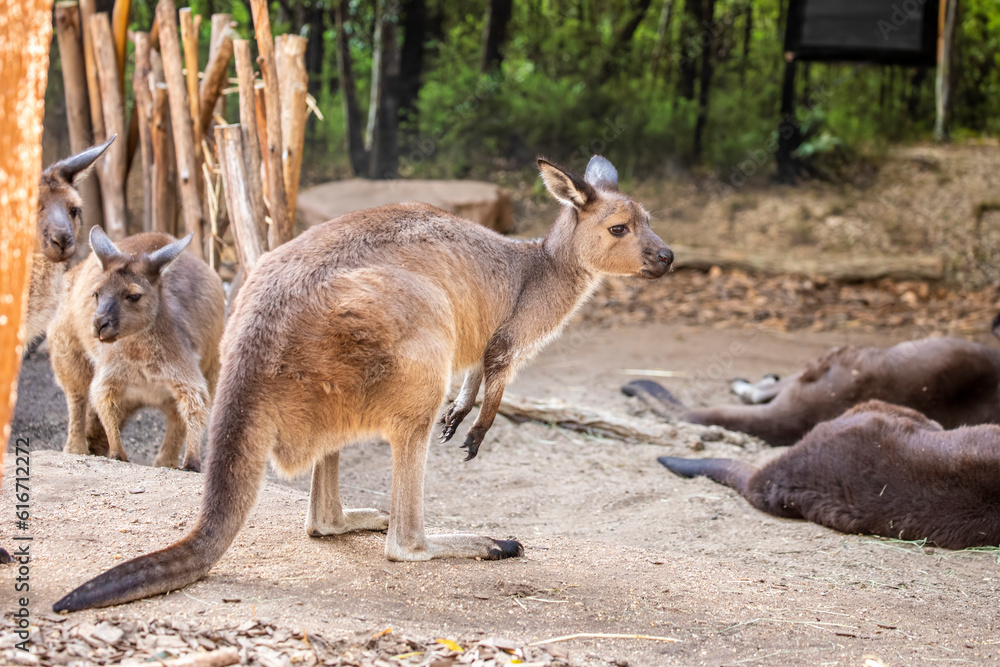 Naklejka premium The western grey kangaroo (Macropus fuliginosus) is a large and very common kangaroo found across almost the entire southern part of Australia. 