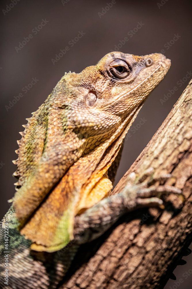 The frilled lizard (Chlamydosaurus kingii) is a species of lizard in the family Agamidae. It is endemic to northern Australia and southern New Guinea. The frilled lizard (Chlamydosaurus kingii) is a species of lizard in the family Agamidae. It is endemic to northern Australia and southern New Guinea.