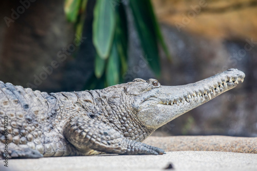 The freshwater crocodile (Crocodylus johnstoni) is a species of crocodile endemic to the northern regions of Australia.
The freshwater crocodile is a relatively small crocodilian. photo