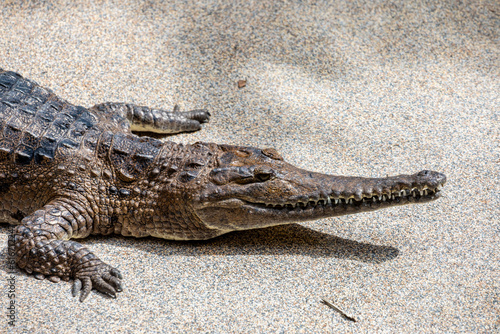 The freshwater crocodile (Crocodylus johnstoni) is a species of crocodile endemic to the northern regions of Australia.
The freshwater crocodile is a relatively small crocodilian. photo
