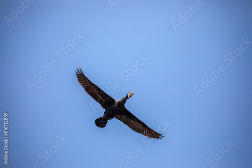 The great cormorant  Phalacrocorax carbo  is flying in Shinobazu Pond of ueno park Tokyo Japan. 