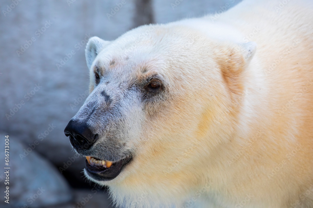 The polar bear (Ursus maritimus) is a hypercarnivorous bear whose native range lies largely within the Arctic Circle, encompassing the Arctic Ocean. The polar bear (Ursus maritimus) is a hypercarnivorous bear whose native range lies largely within the Arctic Circle, encompassing the Arctic Ocean.