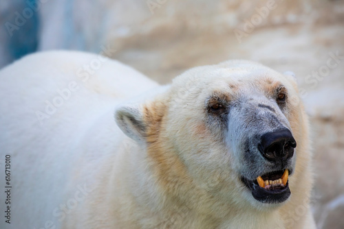 The polar bear (Ursus maritimus) is a hypercarnivorous bear whose native range lies largely within the Arctic Circle, encompassing the Arctic Ocean.  photo