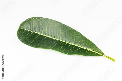 Plumeria leaves isolated on white background, clipping path included.