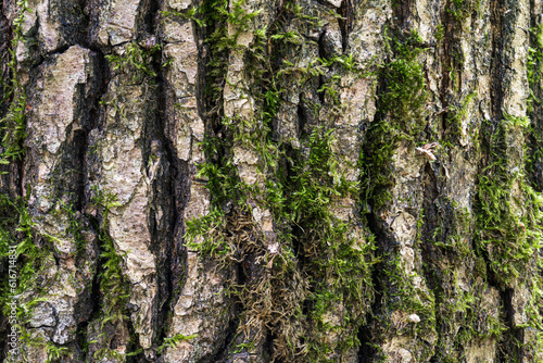 Texture of tree bark with moss closeup