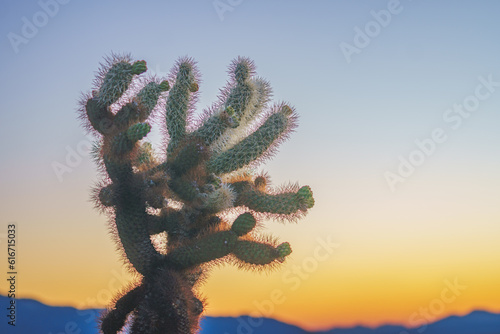cholla cactus at sunrise in joshua tree national park california usa