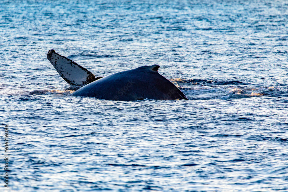 Fototapeta premium Whale emerging from the deep sea and jumping near the Cape Saint Luke Arch in the Gulf of California that separates the Sea of Cortez from the Pacific Ocean in Baja California Sur. Whale concept.