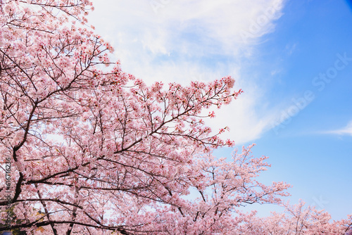 Photography Cherry blossom, or known as sakura blooming during spring under blue sky in Japan