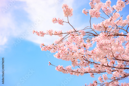 Cherry blossom, or known as sakura blooming during spring under blue sky in Japan.