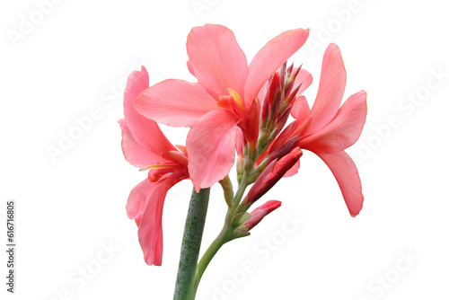 Pink canna lily flowers isolated on white photo