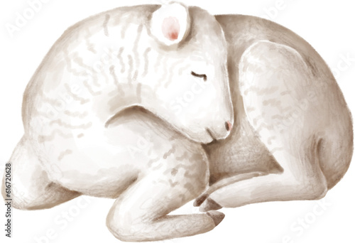 Curled up sleeping lamb watercolour illustration