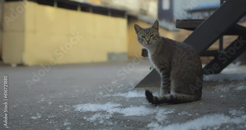 The cat sits on the street among the poplar fluff. The cat goes stretching photo