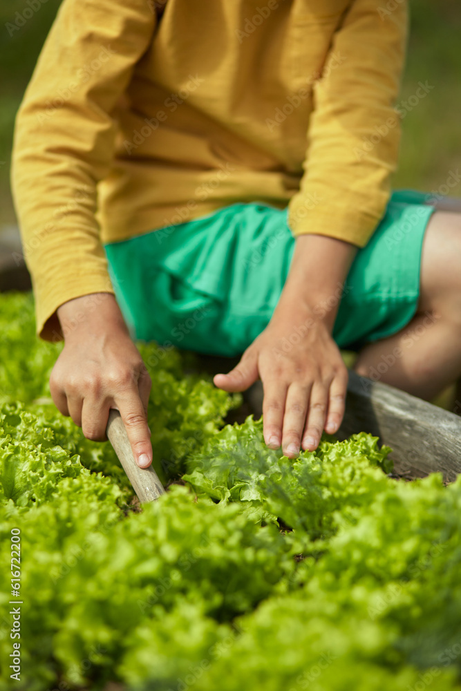 Gardener child hands in the garden with lettuce plantings in the backyard