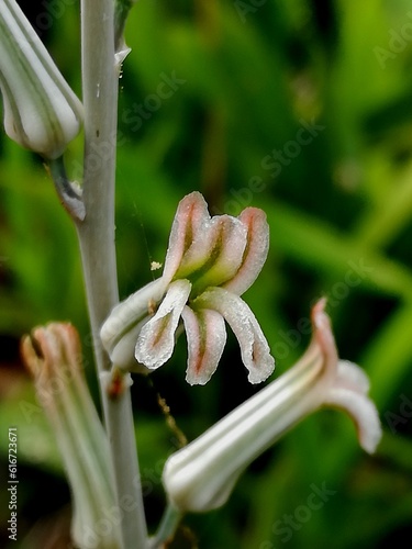 Macro photo, beautiful small flower blossom Haworthiopsis limifolia in garden with natural background  photo