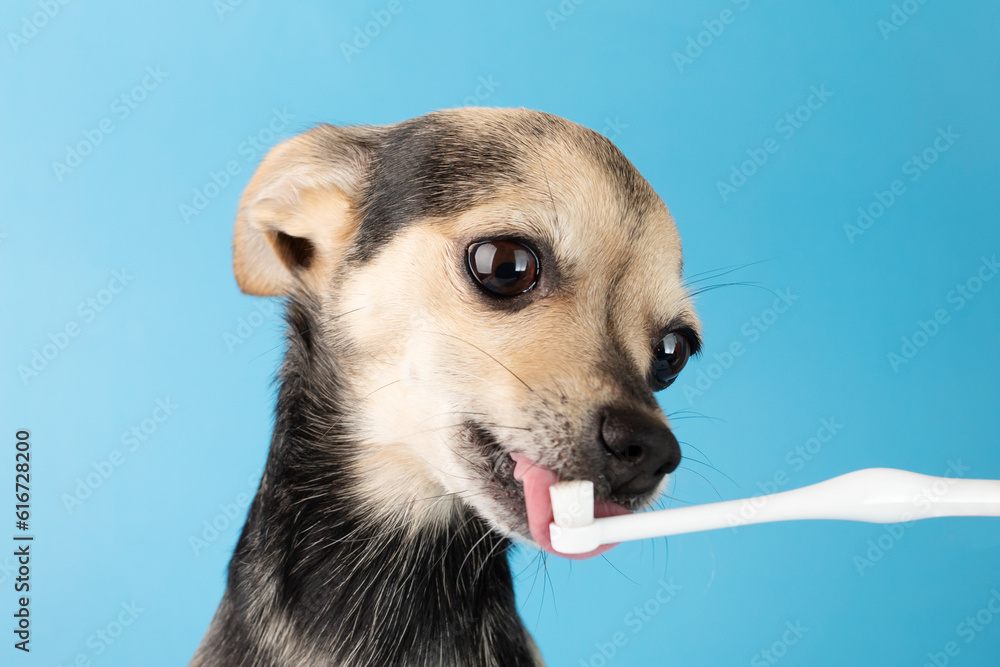 dog toothpaste, a small dog licks a toothbrush, a delicious brushing of