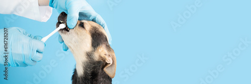 dog teeth cleaning banner, veterinarian in a veterinary clinic brushes the teeth of dog, pet health care, copy space